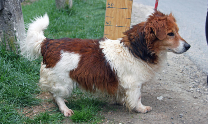 Zsömi Papi vermittelt