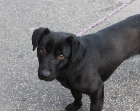 Bobi !Transportpaten gefunden ! ♥vermittelt♥ an das Tierheim in 35683 Dillenburg Bobi !Transportpaten gefunden ! ♥vermittelt♥ an das Tierheim in 35683 Dillenburg