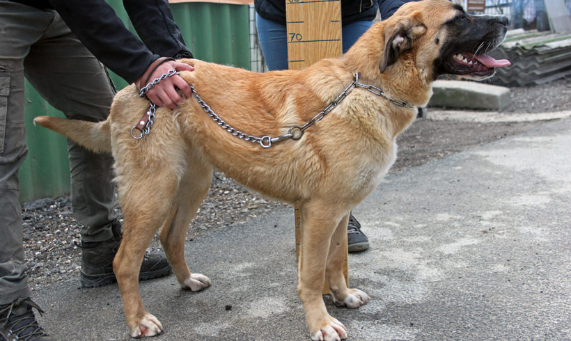 Dömpi Bogancs •vermittelt•