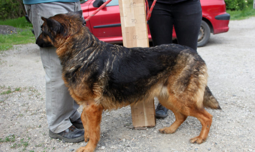 Helen ♥vermittelt♥ 🚖Ausreise- und Transportpaten gesucht🚖 –>11/2021