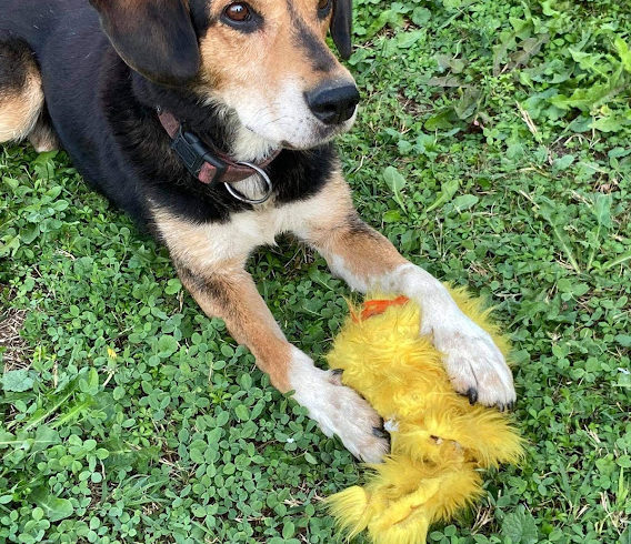 Lucky ! Ausreise- und Transportpaten gesucht !♥vermittelt♥