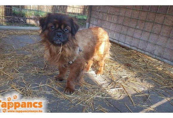 Morris Szeged ♥vermittelt♥ Ausreise- und Transportpaten gefunden ♥ Morris Szeged ♥vermittelt♥ Ausreise- und Transportpaten gefunden ♥