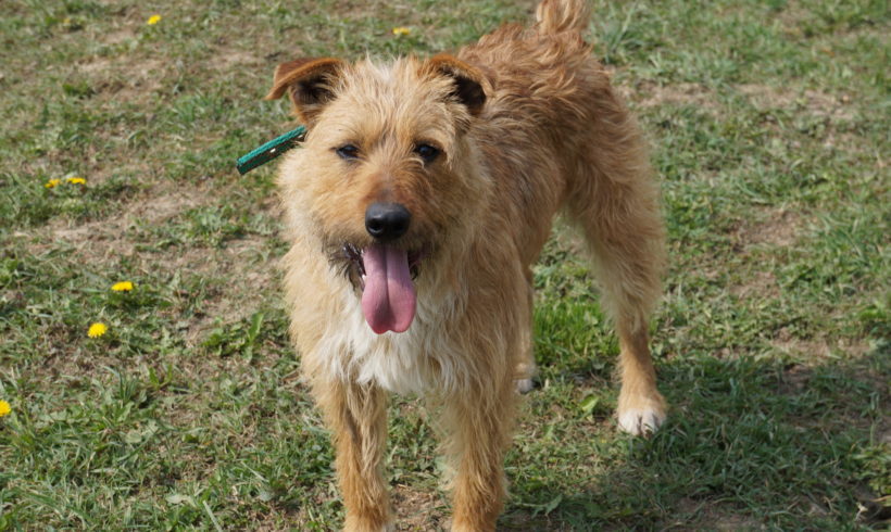 Pajti TH Zala ♥vermittelt♥