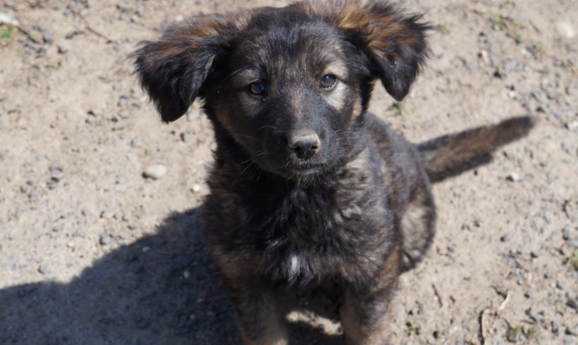 Vakond TH Zala ♥vermittelt♥