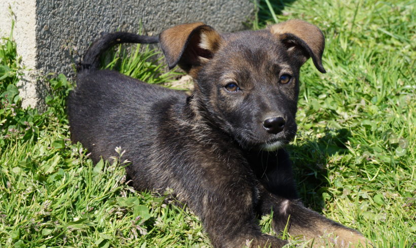 Viola TH Zala ♥vermittelt♥