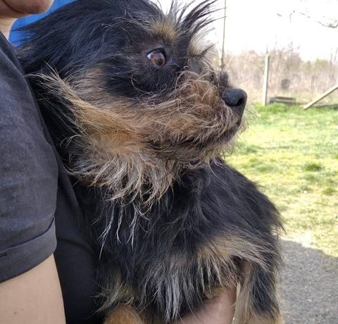 Muki Mohacs ♥ Transportpaten gefunden ♥ vermittelt an die Tierhilfe Franken Muki Mohacs ♥ Transportpaten gefunden ♥ vermittelt an die Tierhilfe Franken