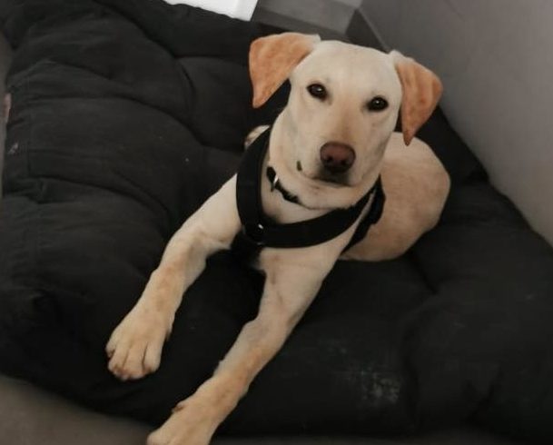 Albi ♥ vermittelt ♥