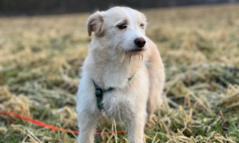 Hope – ♥auf PS in 27749 Delmenhorst :-) ♥ vermittelt ♥