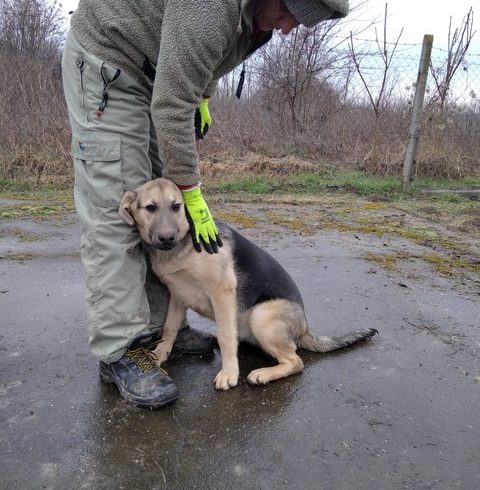 Bea Mohacs ♥ vermittelt nach Österreich ♥