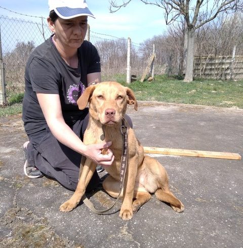 Aliz Mohacs vermittelt in Ungarn