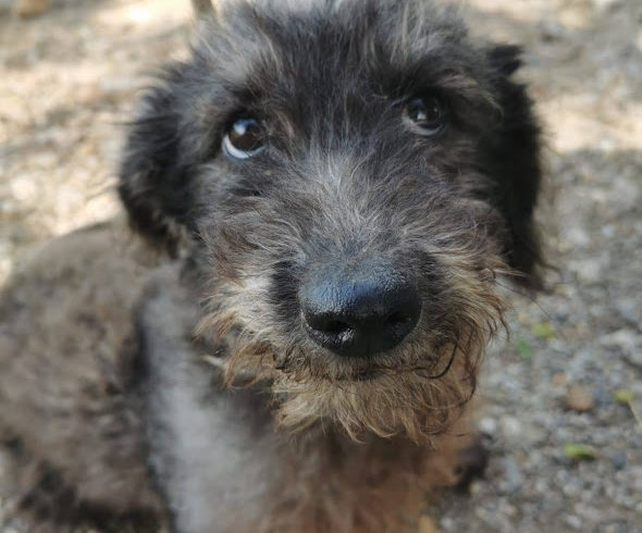 Fürti ♥ vermittelt ♥