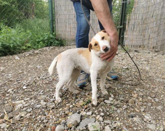Trixie Dombovar leider wegen rosa Nase abgesagt :-((( ♥ vermittelt an die Tierhilfe Franken♥ Transportpaten gefunden :-) Trixie Dombovar leider wegen rosa Nase abgesagt :-((( ♥ vermittelt an die Tierhilfe Franken♥ Transportpaten gefunden :-)