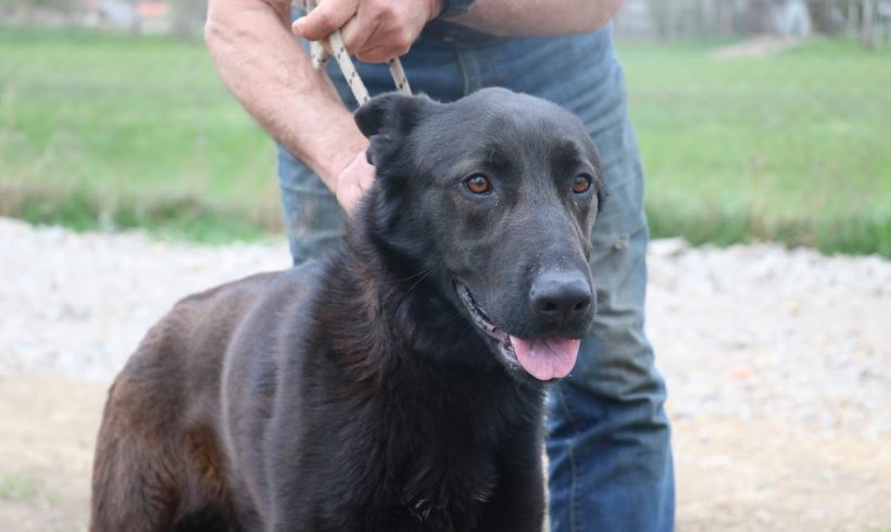 Rocky Dombovar vermittelt in Ungarn