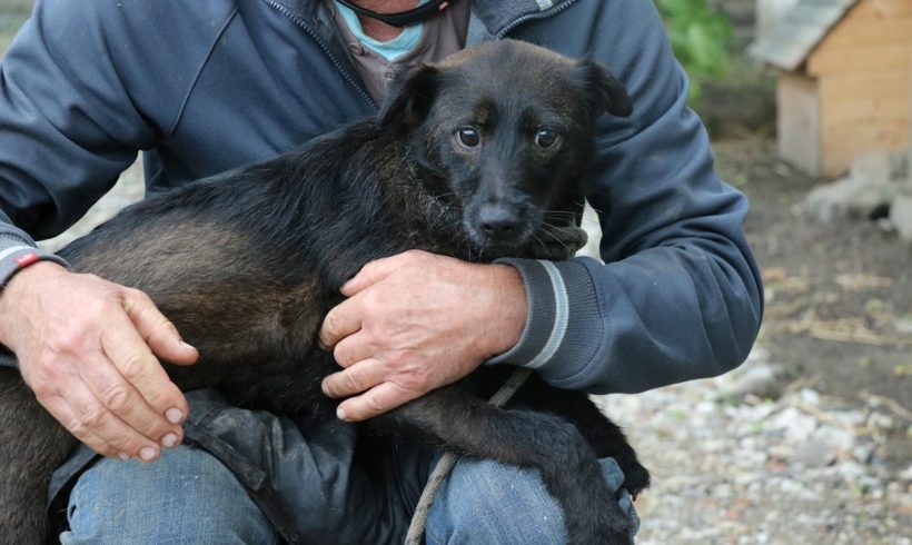 Carmen ♥ vermittelt nach Österreich ♥