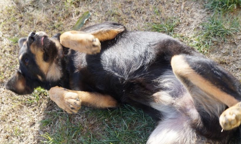 Fizko 3 •vermittelt•