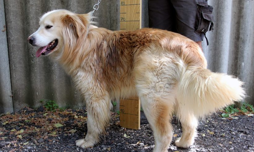 Freddy 3 ♥vermittelt♥