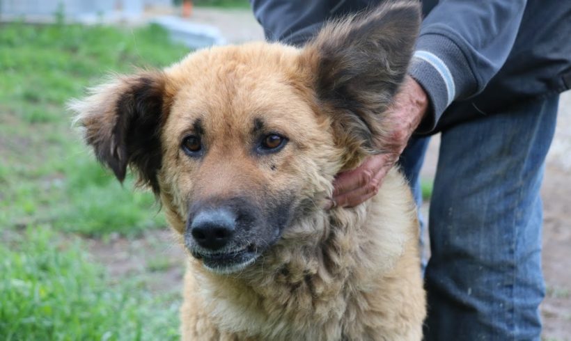 Barack ♥ vermittelt ♥ sucht Ausreise- und Transportpaten zum 14.8.