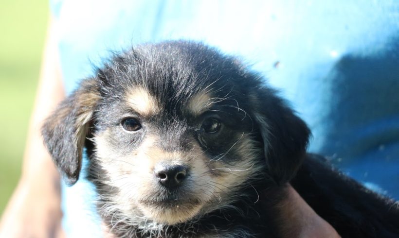 Pedro ♥ vermittelt nach Österreich an Nothilfe für Hunde♥