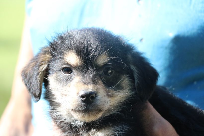 Pedro ♥ vermittelt nach Österreich an Nothilfe für Hunde♥