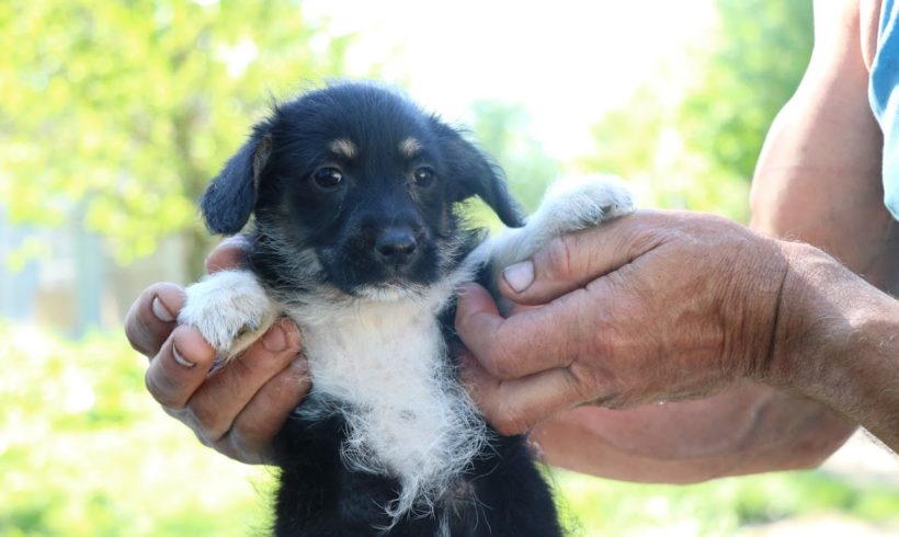 Patsy ♥ vermittelt ♥