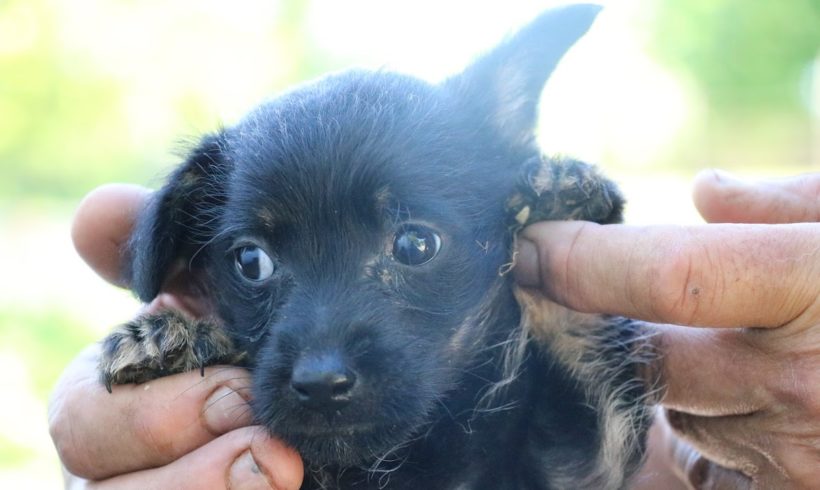 Poppy ❤️vermittelt❤️