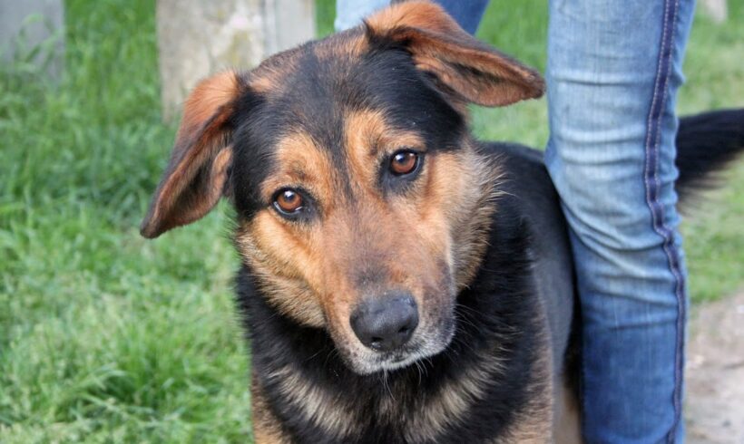 Jancsika •vermittelt•