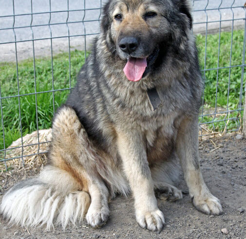 Jelena ♥vermittelt♥