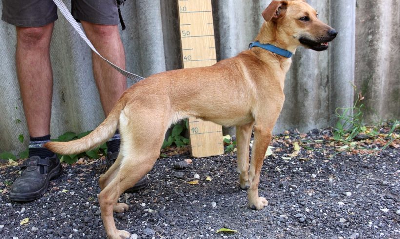 Lili 6 •vermittelt•