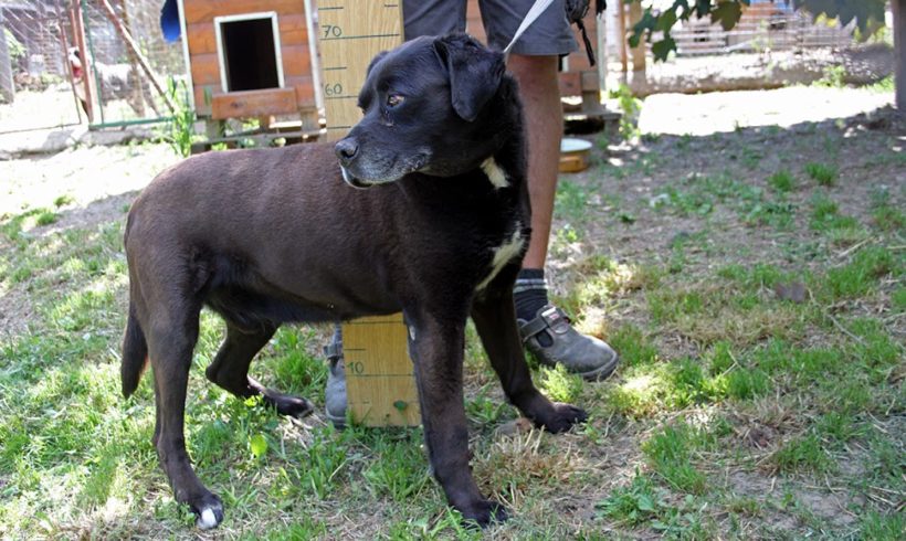 Blacky Papi ♥vermittelt♥