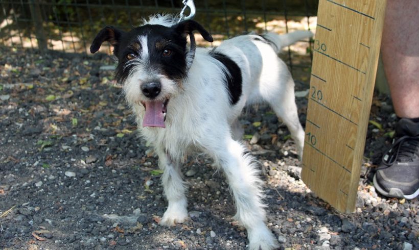 Fido ♥vermittelt♥