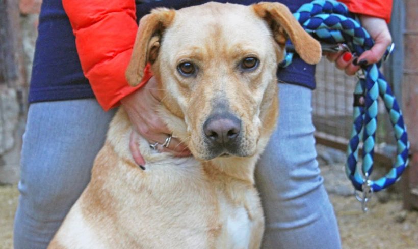 Lucy 3 •vermittelt•