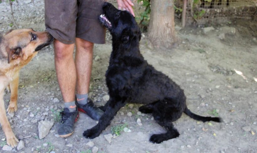 Mex 2 •vermittelt•