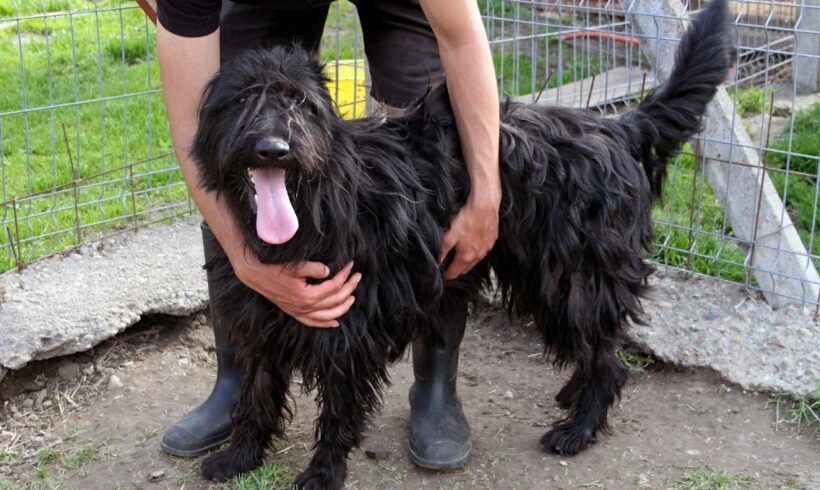 Rex 5 •vermittelt•