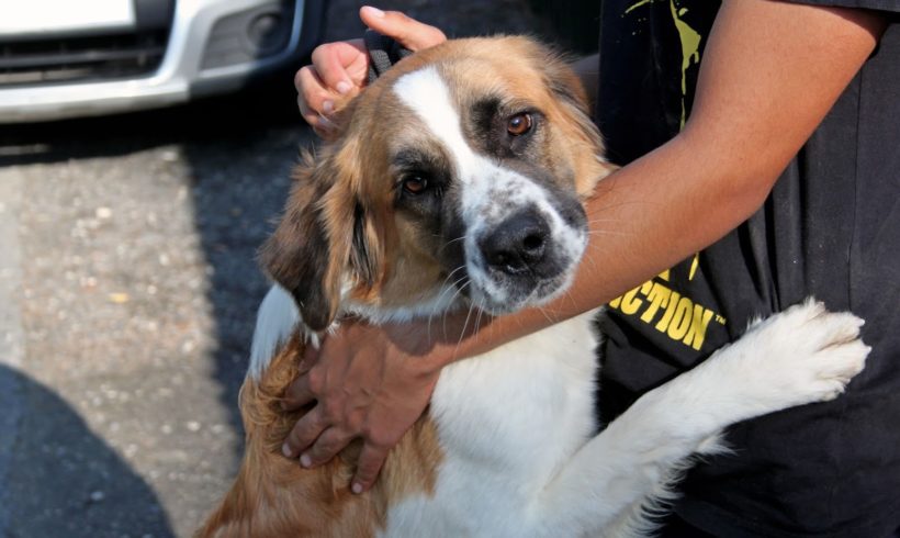 Saba 5 •vermittelt•