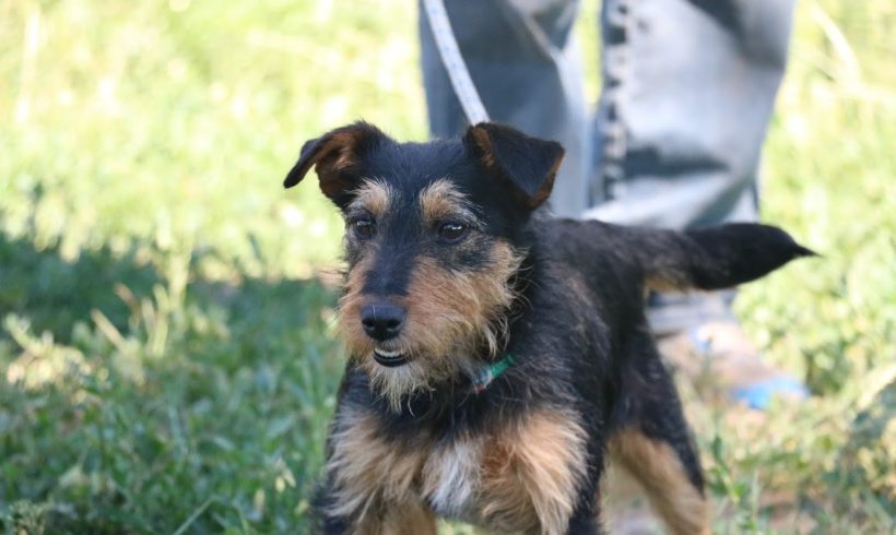 Lini ♥ vermittelt ♥