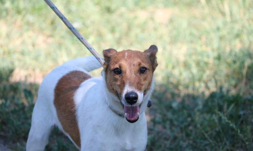 Dzseni Dombovar ♥ vermittelt und wird sofort selbst in Ungarn abgeholt ♥