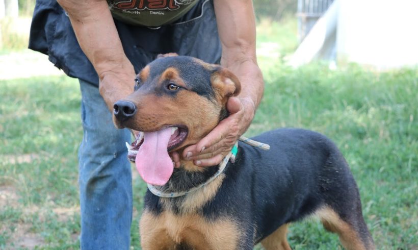 Derrick ♥ vermittelt an unseren Partnerverein „Nothilfe für Hunde“ in Österreich ♥