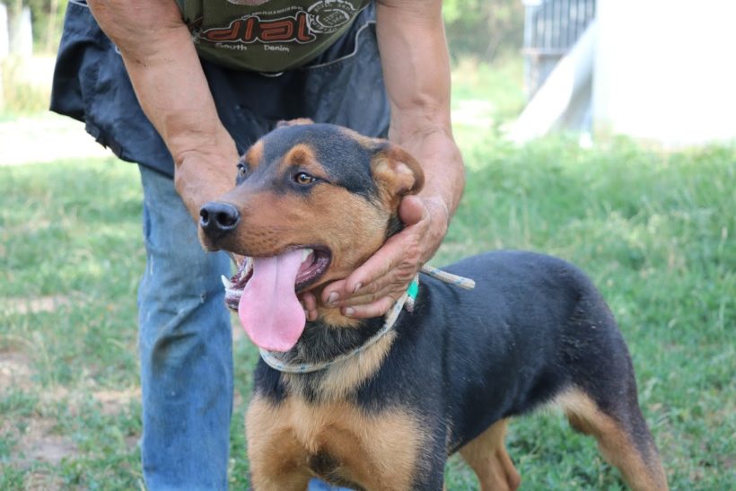 Derrick ♥ vermittelt an unseren Partnerverein „Nothilfe für Hunde“ in Österreich ♥