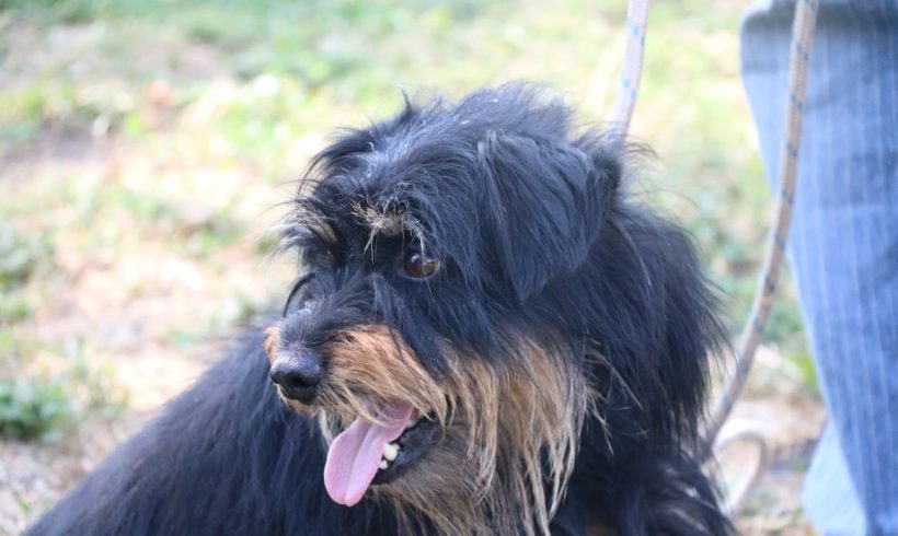 Maszat Dombovar ♥ vermittelt ♥