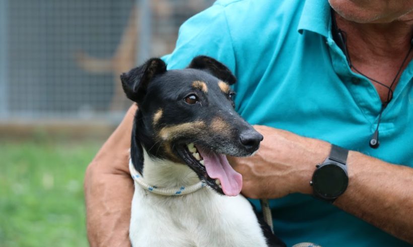 Indy ♥ vermittelt in Ungarn ♥