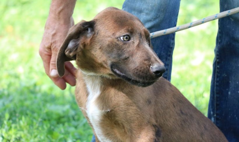 Mork ♥ vermittelt nach Österreich ♥