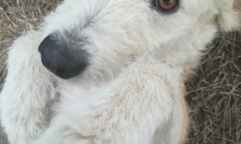 Limmie ♥ vermittelt ♥