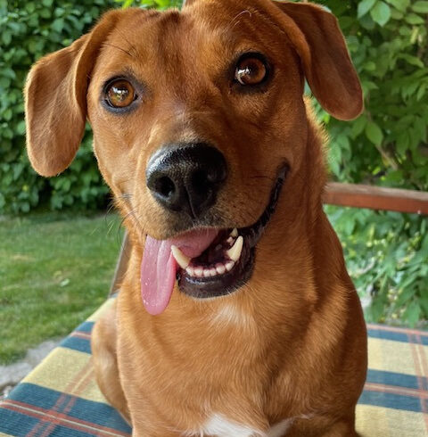 Amy ♥ vermittelt ♥