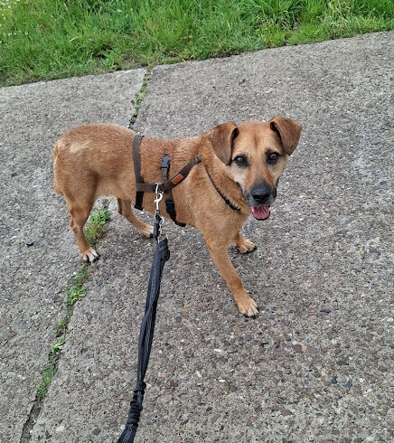 Zafir 4  -Notfall – ♥ jetzt auf Pflegestelle in 28832 Achim ♥