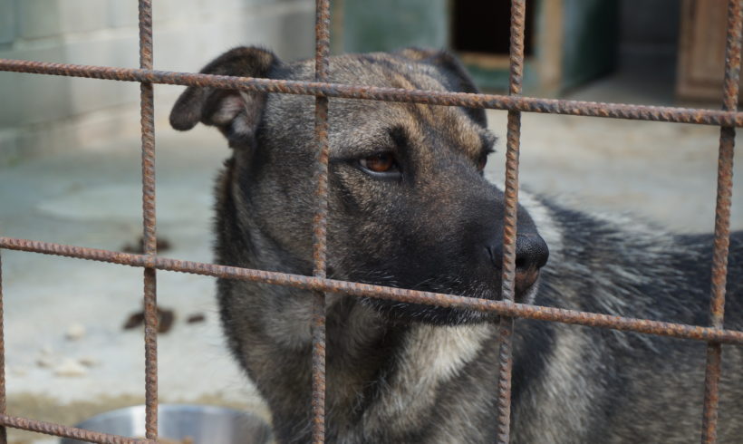 Damaszt  auf PS in 95502 Himmelkron ♥vermittelt♥