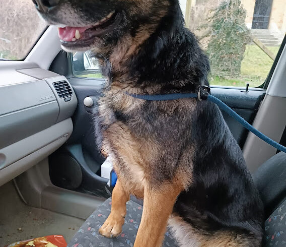 Hexi 2 •vermittelt•