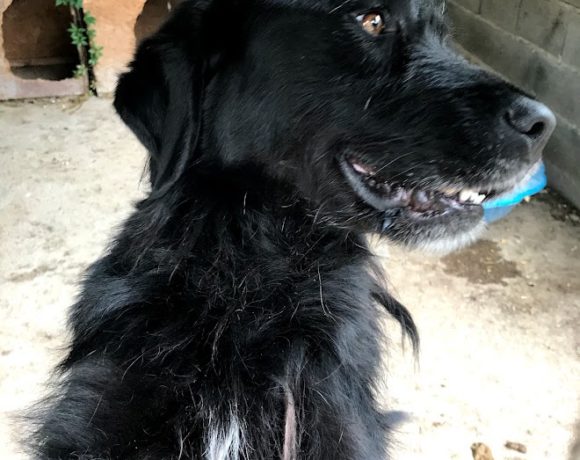 Rockò !Transportpaten gefunden-Danke Fr. C.Burger ♥vermittelt an das TH Dillenburg♥ Rockò !Transportpaten gefunden-Danke Fr. C.Burger ♥vermittelt an das TH Dillenburg♥