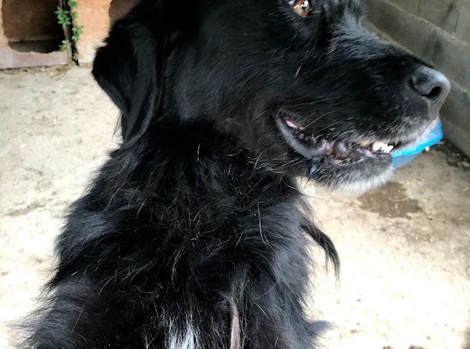 Rockò !Transportpaten gefunden-Danke Fr. C.Burger ♥vermittelt an das TH Dillenburg♥