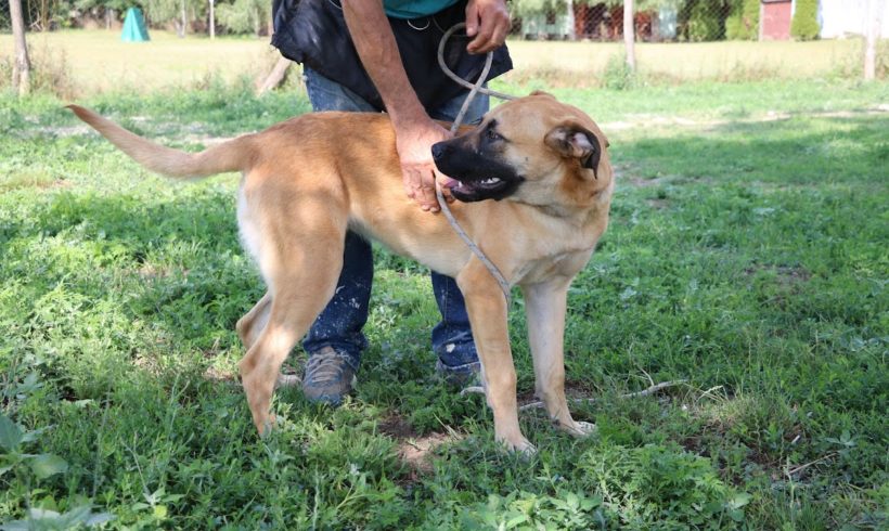 Cukorfalat ❤️ vermittelt ❤️