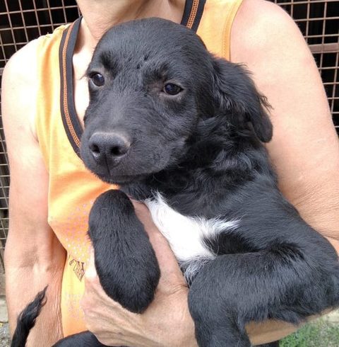 Elek ♥ vermittelt ♥ wurdeam 24.8. selbstabgeholt